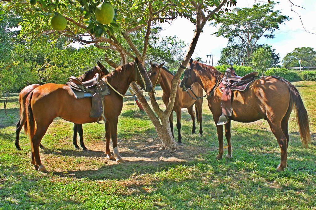 Hotel - Granja De Animales San Basilio De Palenque San Basilio del Palenque Exterior photo